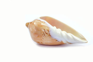 shell sea isolated white background 