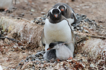 Gentoo penguin with chicks in nest