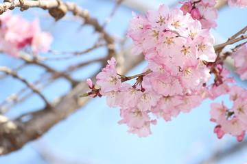 Obraz premium さくら