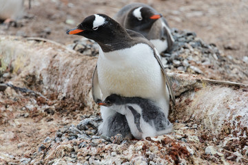 Naklejka premium Gentoo penguin with chicks in nest