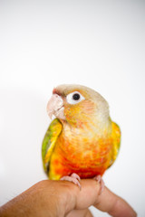 ウロコインコ