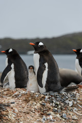 Gentoo penguin with chicks in nest