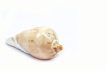 shell sea isolated white background 