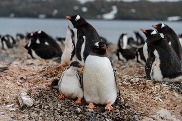 Obraz premium Gentoo penguin with chicks in nest