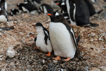Gentoo penguin with chicks in nest