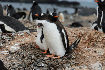 Gentoo penguin with chicks in nest