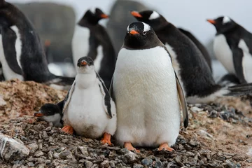 Muurstickers Gentoo penguin with chicks in nest © Alexey Seafarer