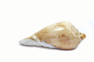 shell sea isolated white background 