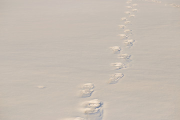 Footprints in the snow in the golden hour.
