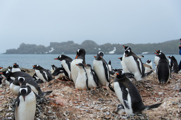 Fototapeta premium Gentoo penguin with chicks in nest