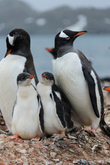 Gentoo penguin with chicks in nest