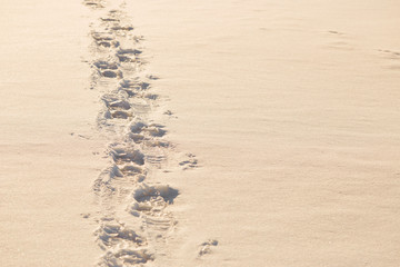 Footprints in the snow in the golden hour.