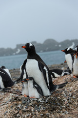 Obraz premium Gentoo penguin with chicks in nest