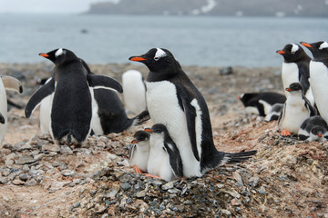 Gentoo penguin with chicks in nest