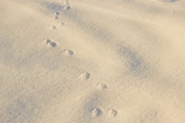 Fototapeta na wymiar Footprints in the snow in the golden hour.