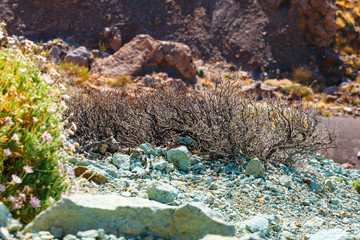 Obraz premium Roques de Garcia and El Teide Volcano, Tenerife Island, Spain