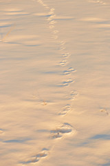 Footprints in the snow in the golden hour.