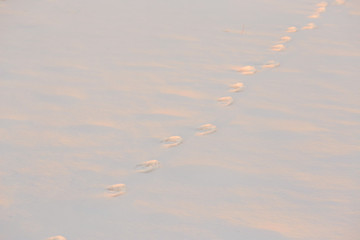 Footprints in the snow in the golden hour.
