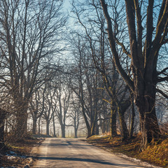 autumn landscape with empty road and trees