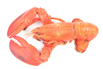 Lobster on a white background