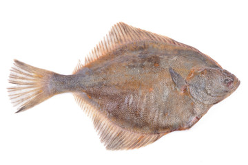 Halibut on white background