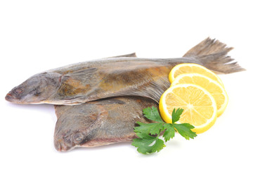 Halibut on white background