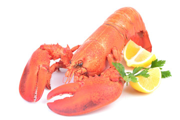 Lobster on a white background