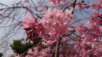 桃の花