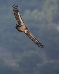Griffon Vulture (Gyps fulvus), Crete, Greece	