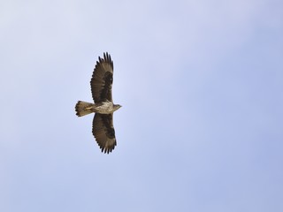 Bonelli's Eagle (Aquila fasciata), Greece