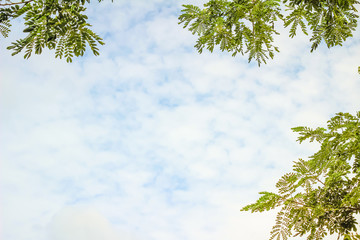 Leaf background is the sky