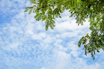 Leaf background is the sky