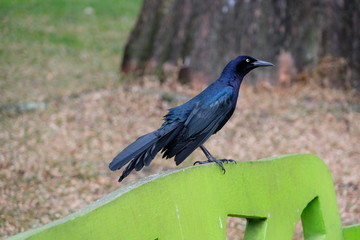 Big black bird on a bench