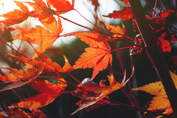 Beautiful red autumn tree and leaves colors