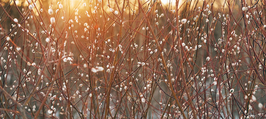 the willow blossoms against the backdrop of the setting sun. © makam1969