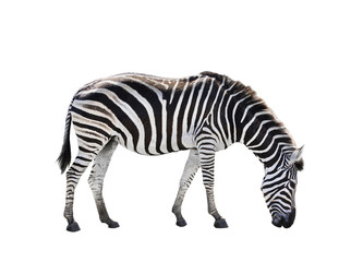 Obraz na płótnie Canvas side view full body of african zebra isolated white background