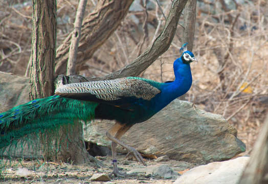 Colorful peacock on the tree and stones backgroung