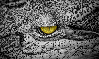 The terrifying eye of crocodile a large aquatic predatory reptiles like aligator