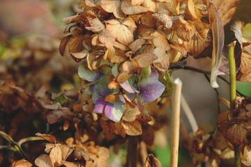 Beautiful red autumn tree and leaves colors
