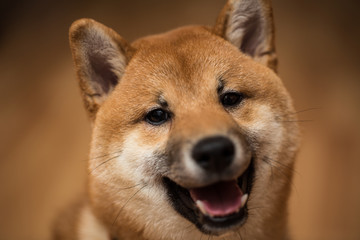 Portrait of a dog Shiba Inu, front view