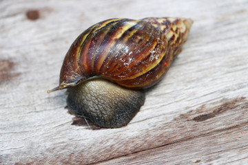 Close up snails shell on wood background 