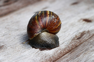 Close up snails shell on wood background 
