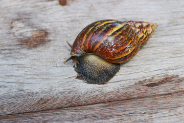 Close up snails shell on wood background 