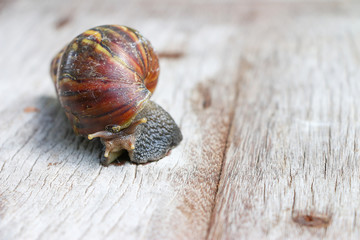Snail on wooden closeup concept snail farm 