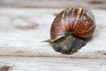 Snail on wooden closeup concept snail farm 