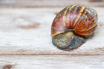 Snail on wooden closeup concept snail farm 