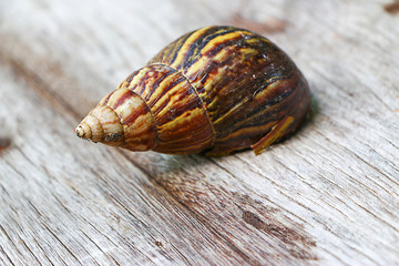 Snail on wooden closeup concept snail farm 