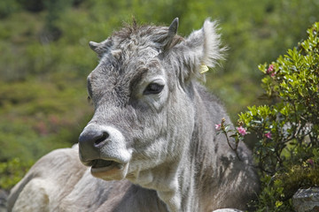 Kuh auf einer Almwiese in den Stubaier Alpen