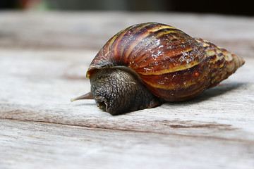 Snail on wooden closeup concept snail farm 