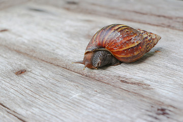 Snail on wooden closeup concept snail farm 